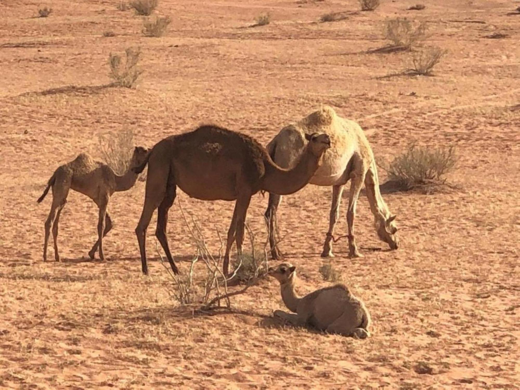 Milky Way Nights Camp Hotel Wadi Rum Exterior photo